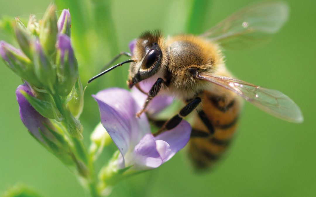 Scientia Issue #129 | Achieving Agricultural Sustainability Through Innovation