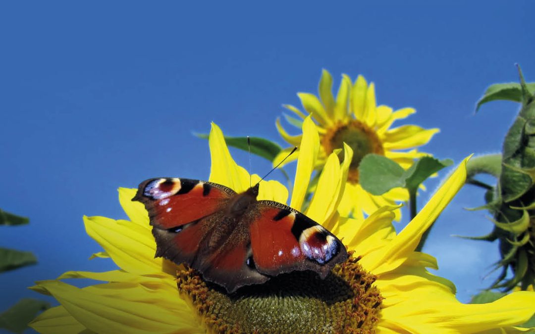 Scientia Issue #142 | Cultivating Resilient Ecosystems and Sustainable Farms