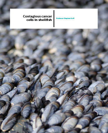 Professor Stephen Goff – Contagious Cancer Cells In Shellfish