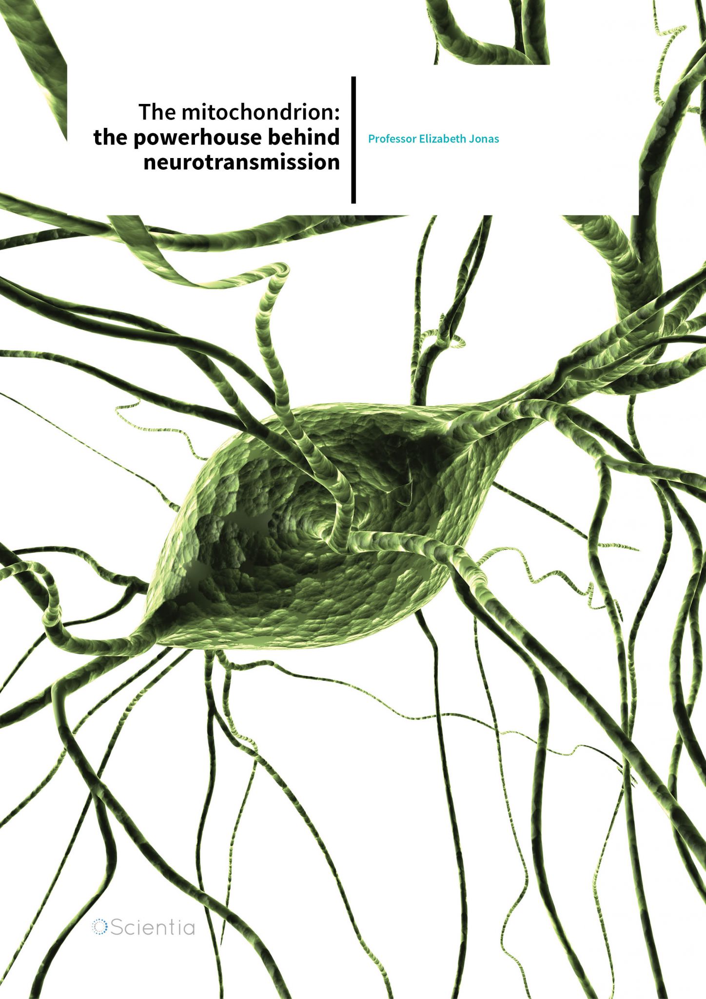 Professor Elizabeth Jonas – The Mitochondrion: The Powerhouse Behind Neurotransmission