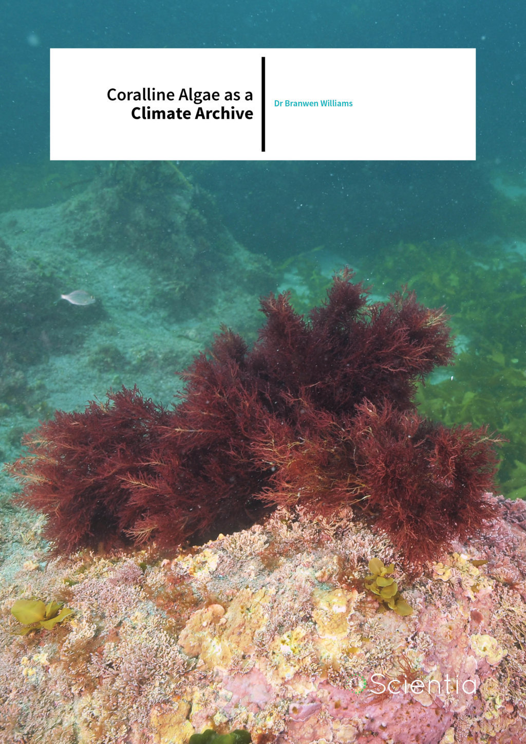 Dr Branwen Williams – Coralline Algae as a Climate Archive