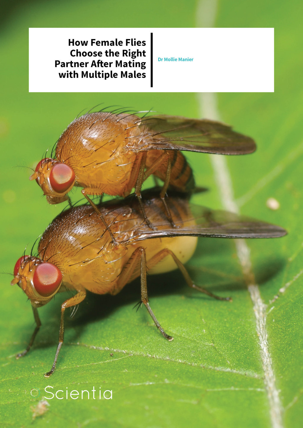 Dr Mollie Manier – How Female Flies Choose the Right Partner After Mating with Multiple Males