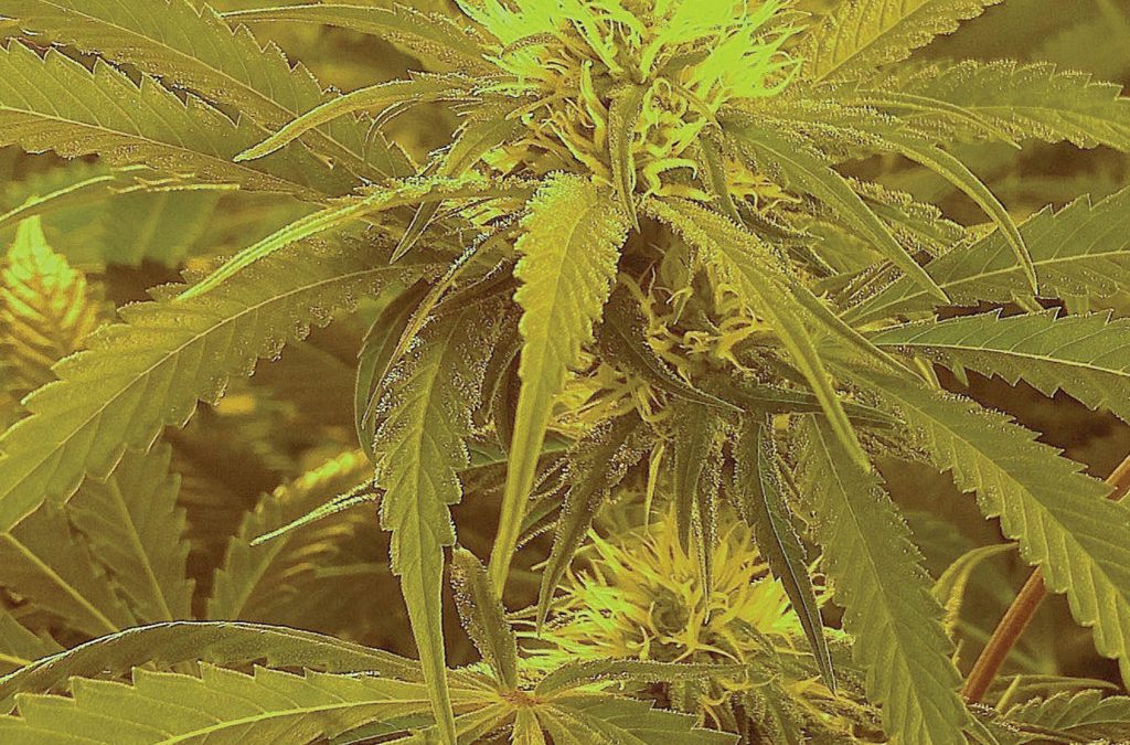 Professor Zamir Punja – Ensuring Quality Aspects of Medicinal Marihuana