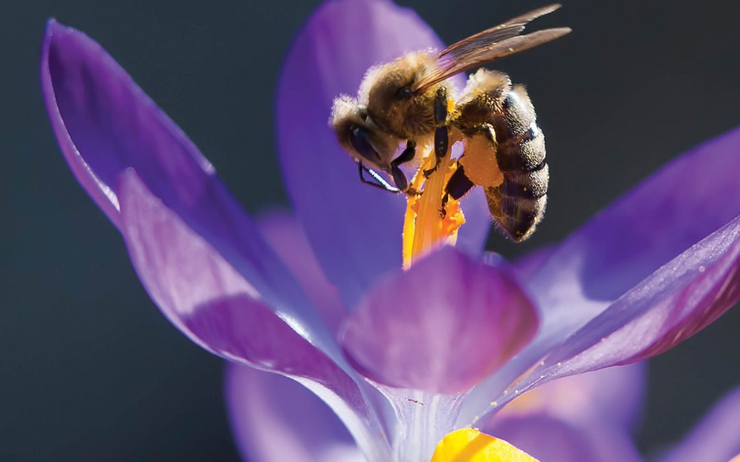 The British Ecological Society
