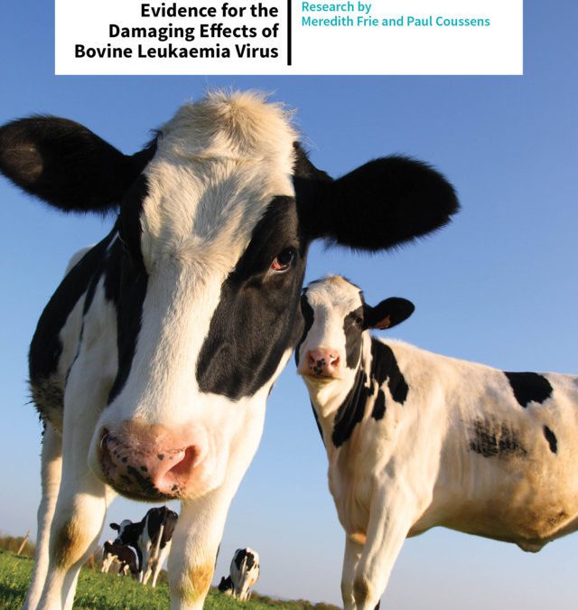Meredith Frie – A Hidden Threat to Herd Health: Evidence for the Damaging Effects of Bovine Leukaemia Virus