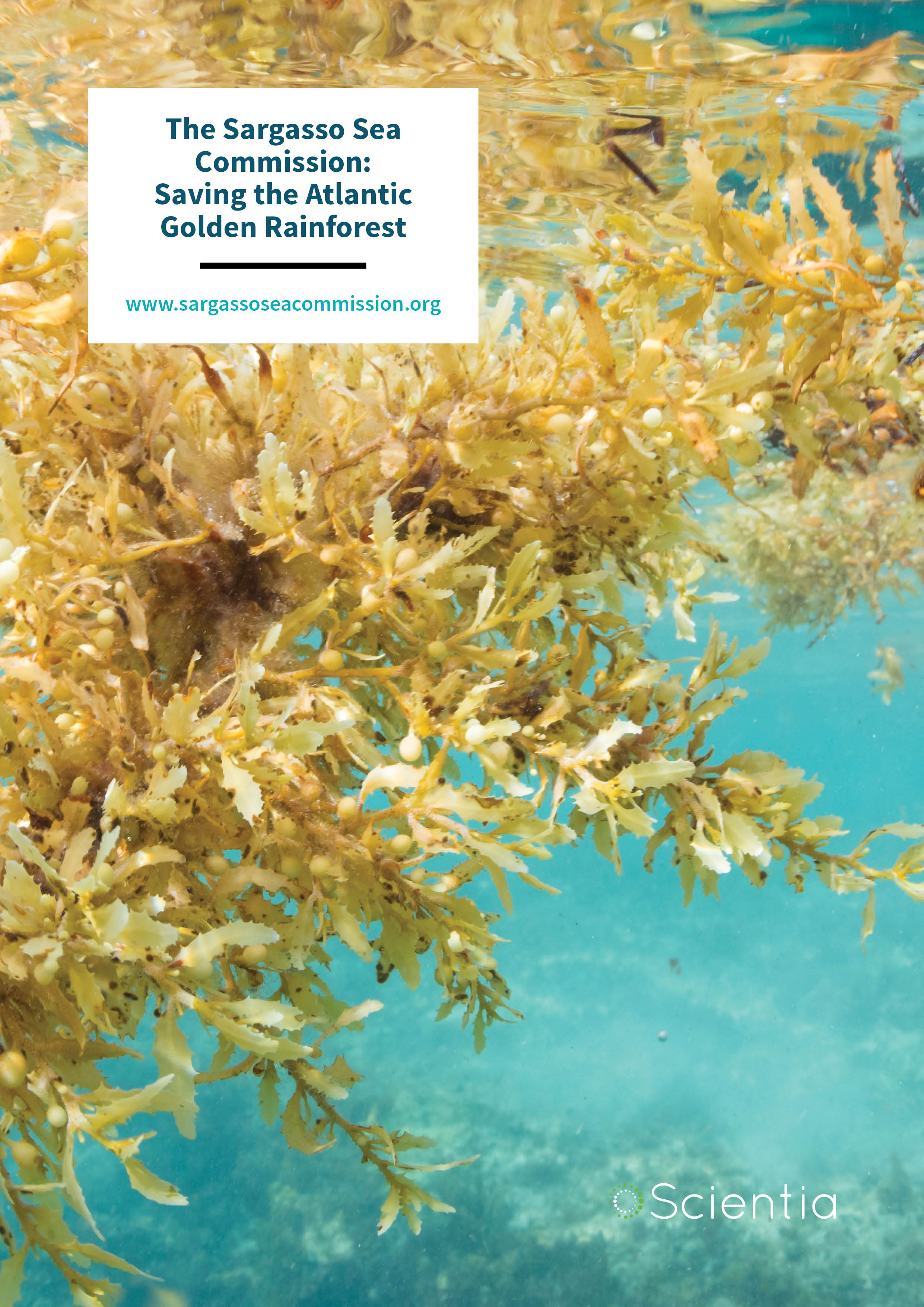 The Sargasso Sea Commission: Saving the Atlantic Golden Rainforest •  scientia.global