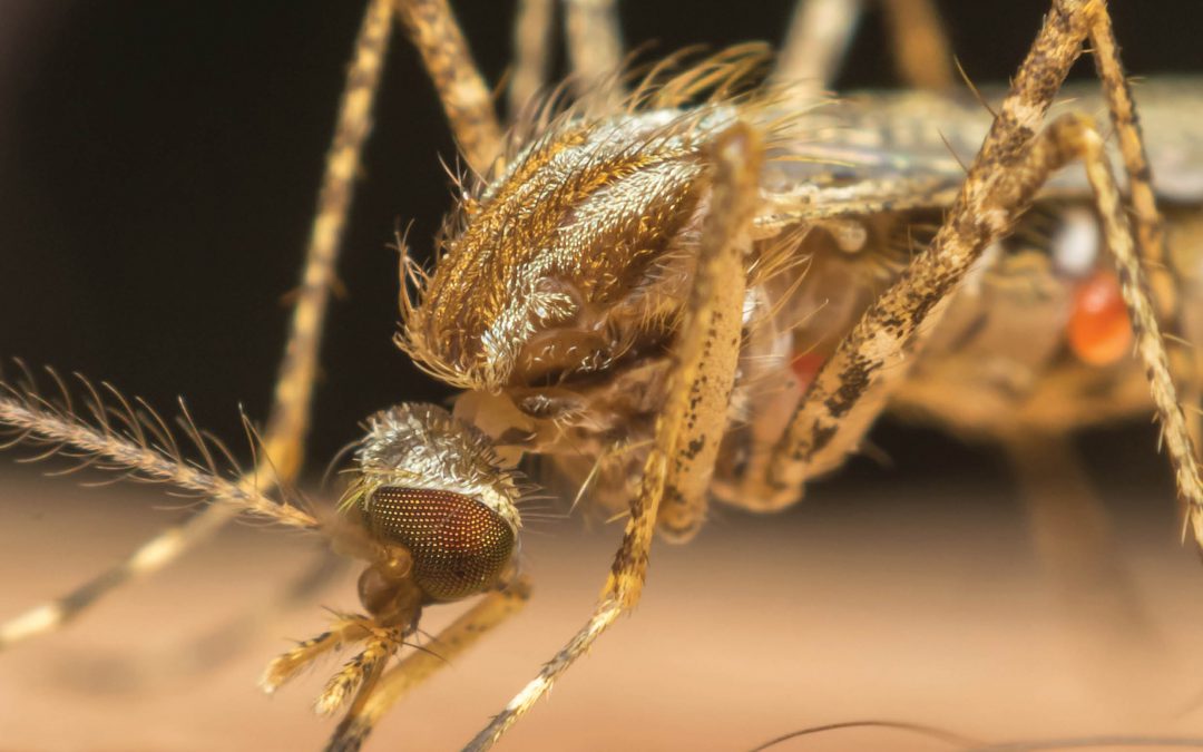 Professor Paul Dyson | Dr Miranda Whitten  – Controlling Insect Pests with RNA Interference