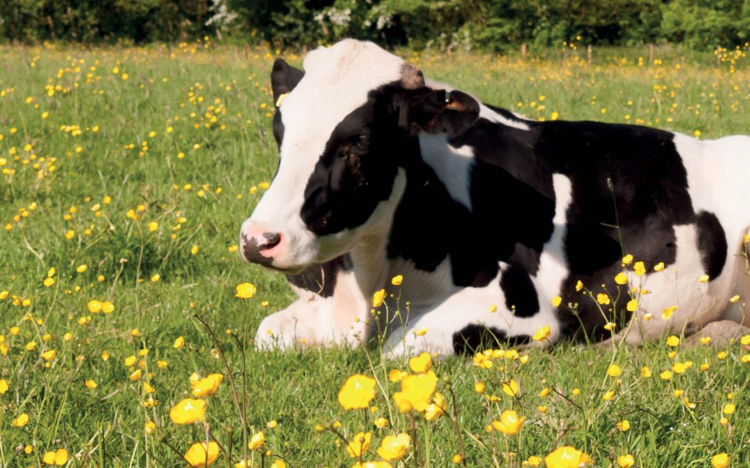 Dr Amber Adams-Progar – A Holistic Approach to Improving Dairy Farming