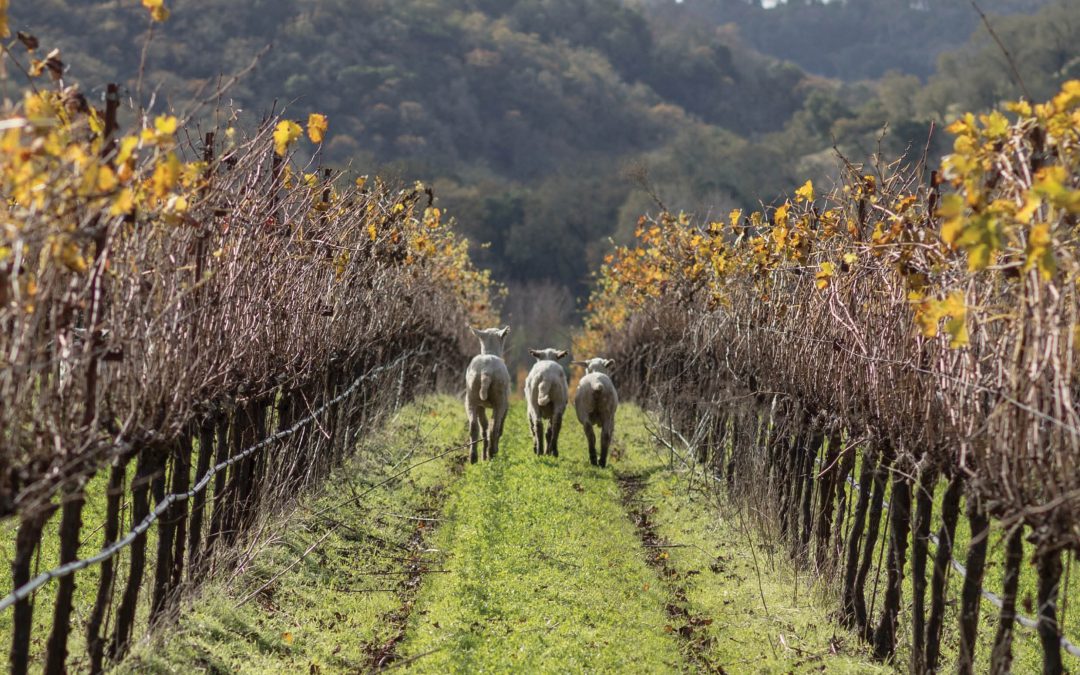 Dr Amélie Gaudin – Resilient Cropping Systems for a Sustainable Future