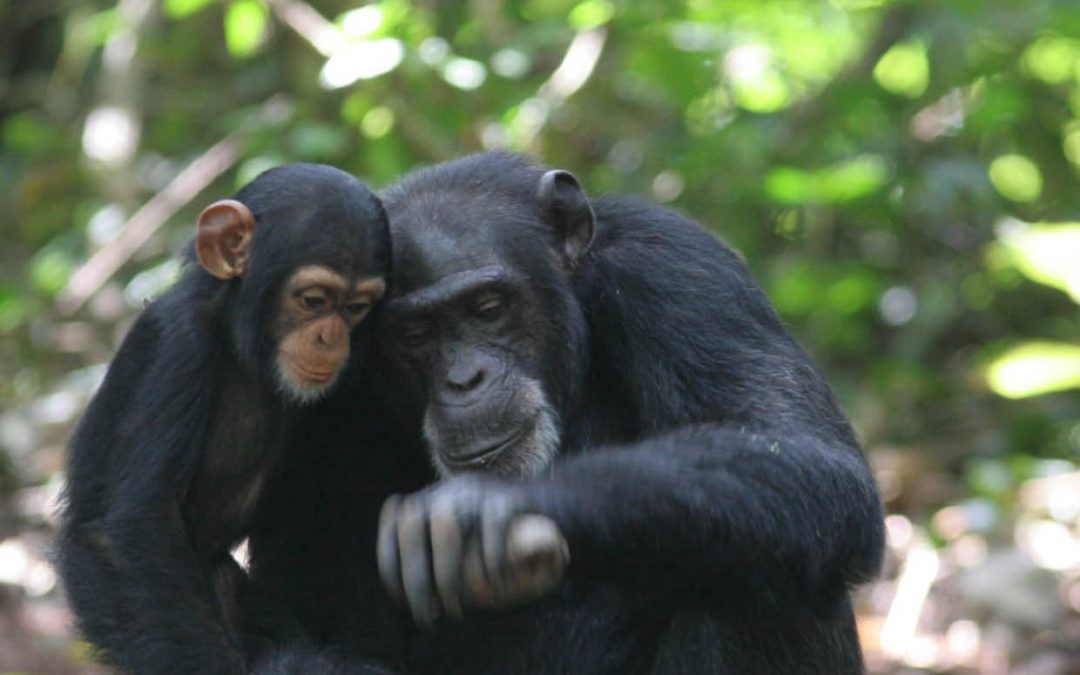 Professor Andrew Whiten – The New Science of Animal Culture, Conservation and Welfare