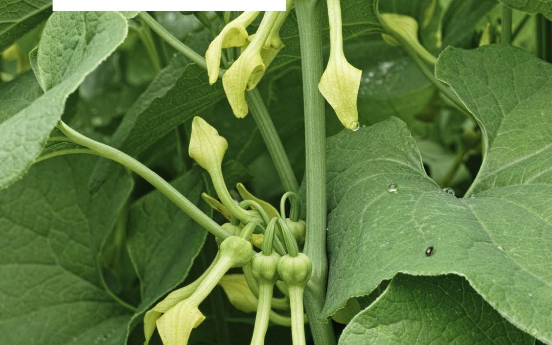 Professor Arthur Grollman | Professor Francis Johnson – Kidney Disease and Urinary Tract Cancer: How a Traditional Medicinal Plant Causes Serious Health Issues