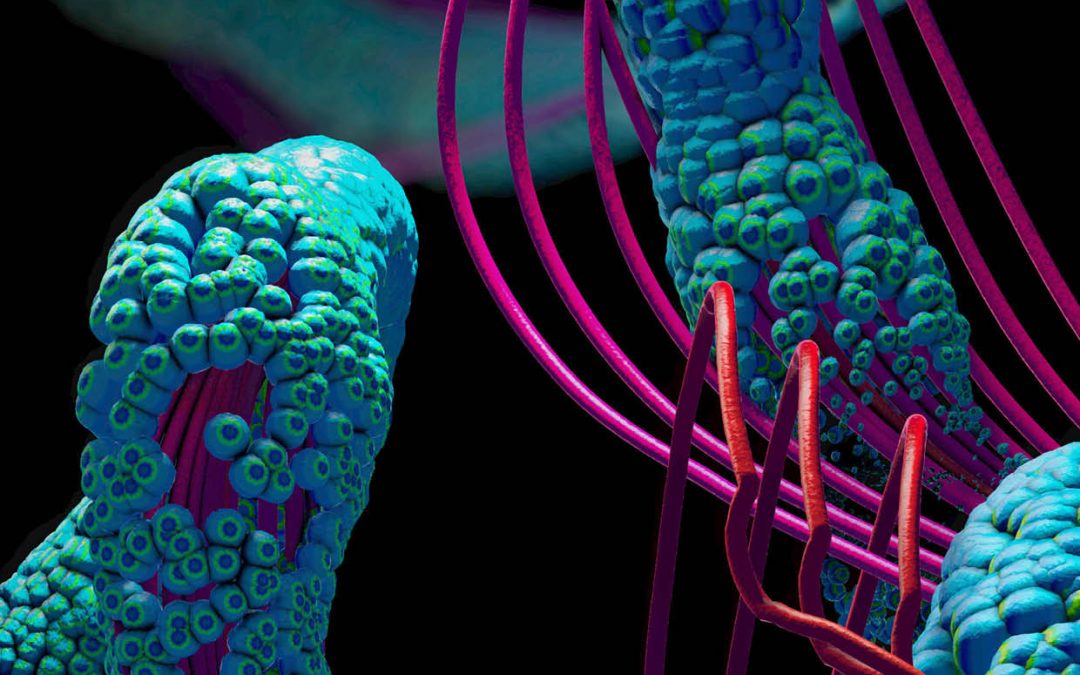 Professor Benjamin Lauzier – Dr Manon Denis – Dr Thomas Dupas | Protein Modification in Diseases: The Role of O-GlcNAcylation