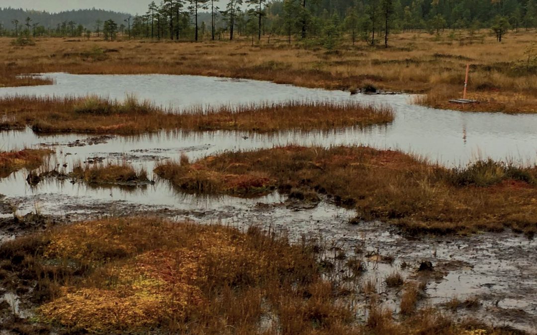 Dr Bernd Lennartz – Maintaining Peatland Health to Mitigate Climate Change