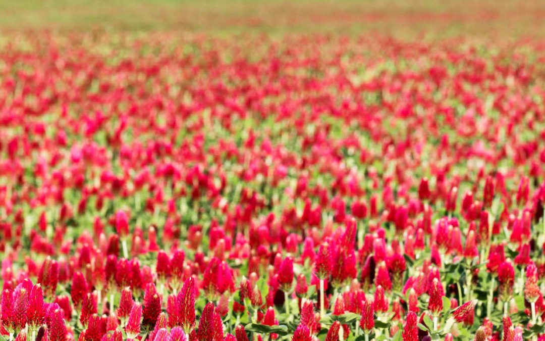 Dr Lynn Brandenberger | Dr Joshua Massey – ‘Green Manure’: How Cover Crops Create Healthy Soils and Boost Crop Yields