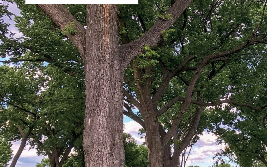 Tomography: An Innovative Technique for Assessing Forest Carbon Storage