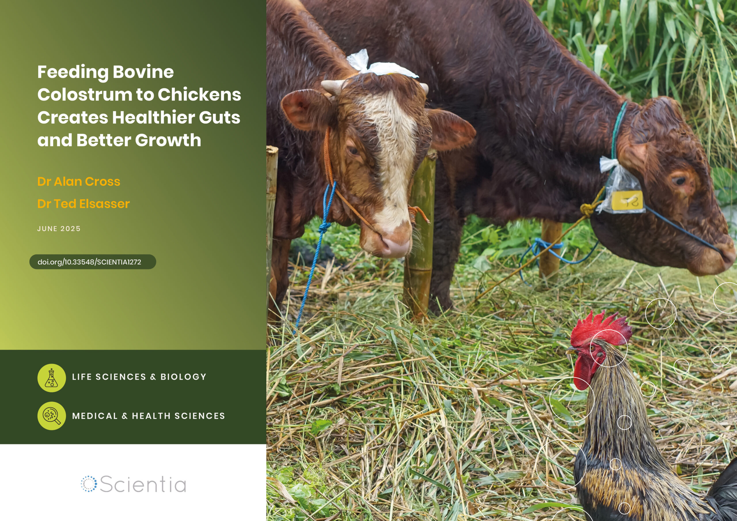 Feeding Bovine Colostrum to Chickens Creates Healthier Guts and Better Growth