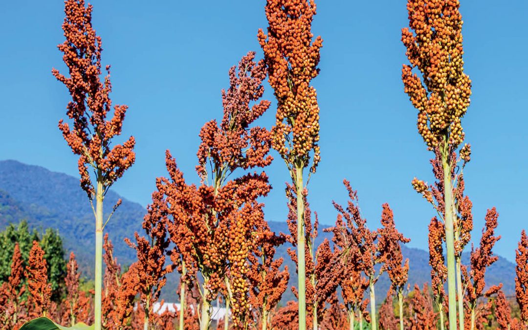 Dr Elizabeth A. Cooper – New Sorghum Reference Genome Highlights Genetics Underlying Sweet Varieties