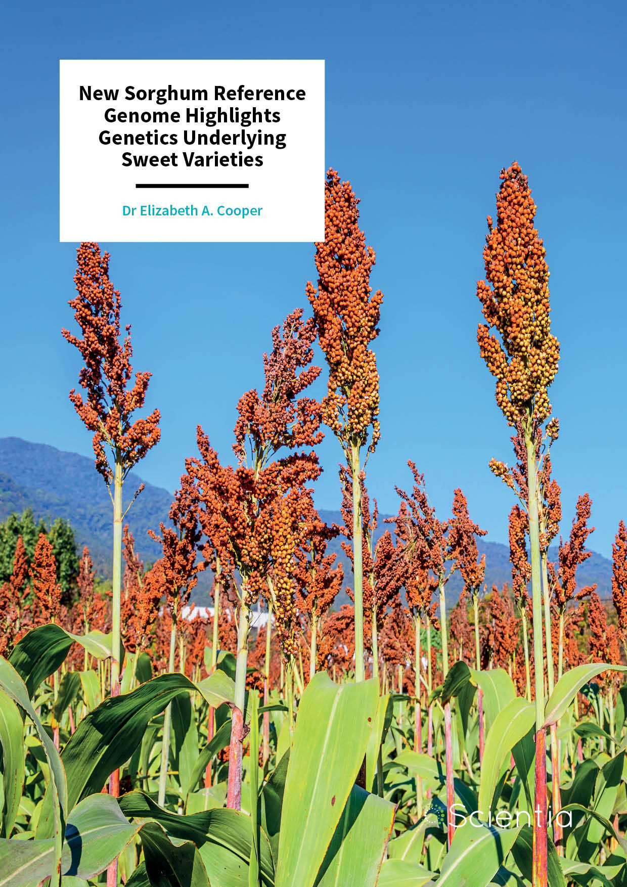 Dr Elizabeth A. Cooper – New Sorghum Reference Genome Highlights Genetics Underlying Sweet Varieties