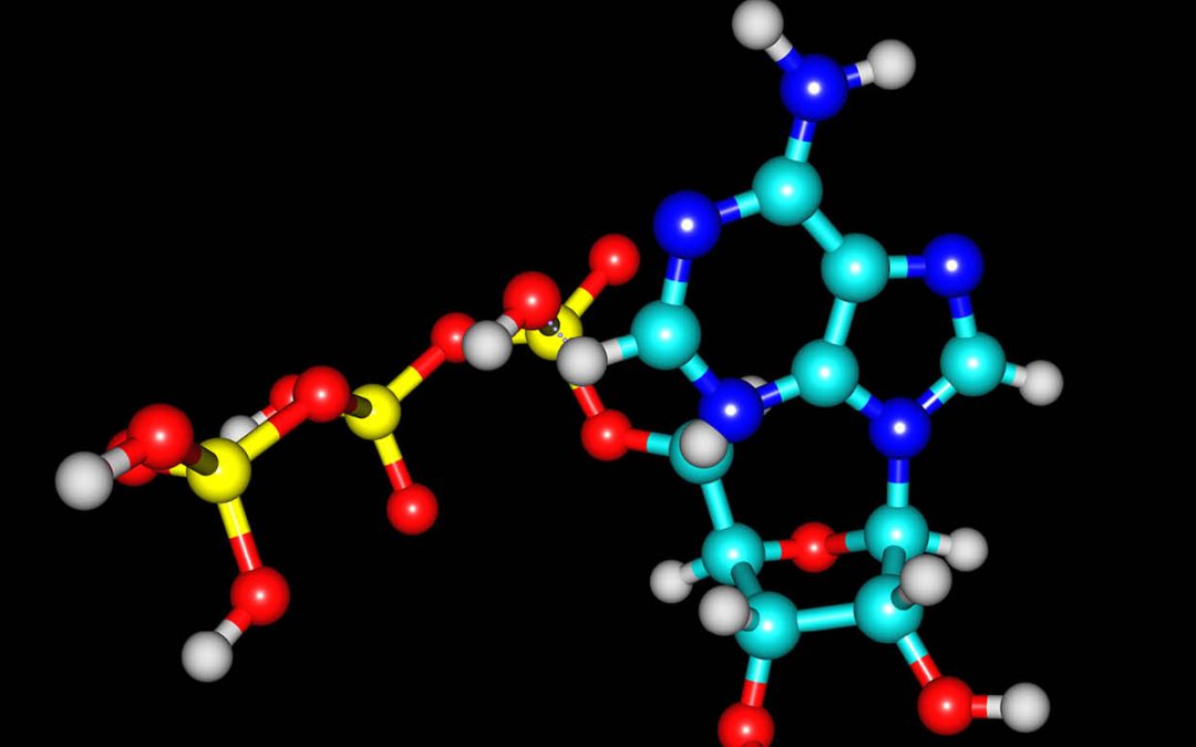 Dr Fritz Markwardt – The Importance of the P2X7 Receptor in Inflammation and Pain