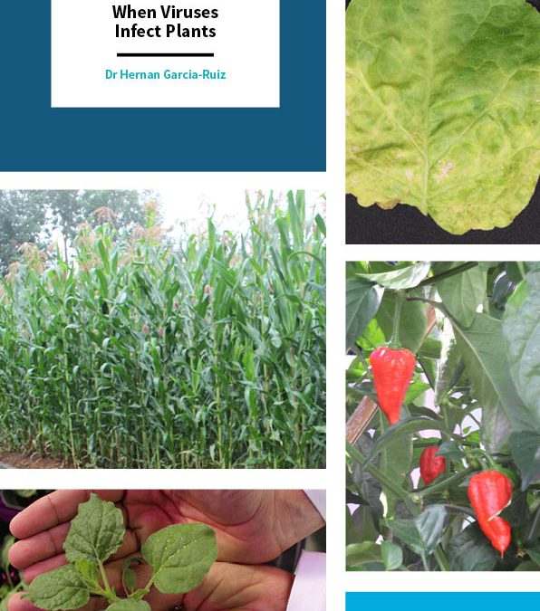 Dr Hernan Garcia-Ruiz – When Viruses Infect Plants