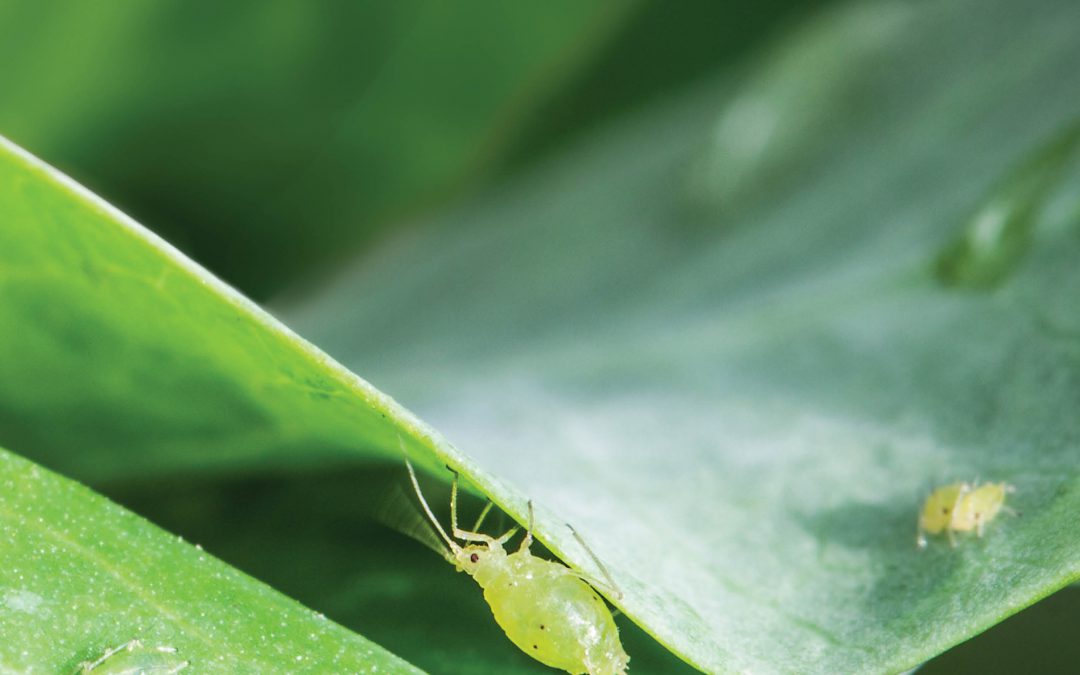 Professor Gerald Reeck – The Molecular World of Aphid Feeding