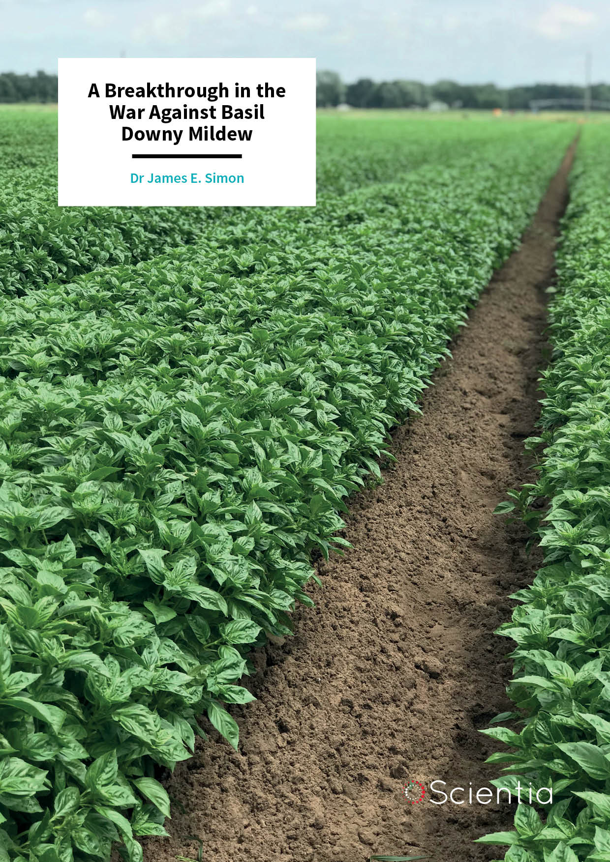 Dr James Simon – A Breakthrough in the War Against Basil Downy Mildew