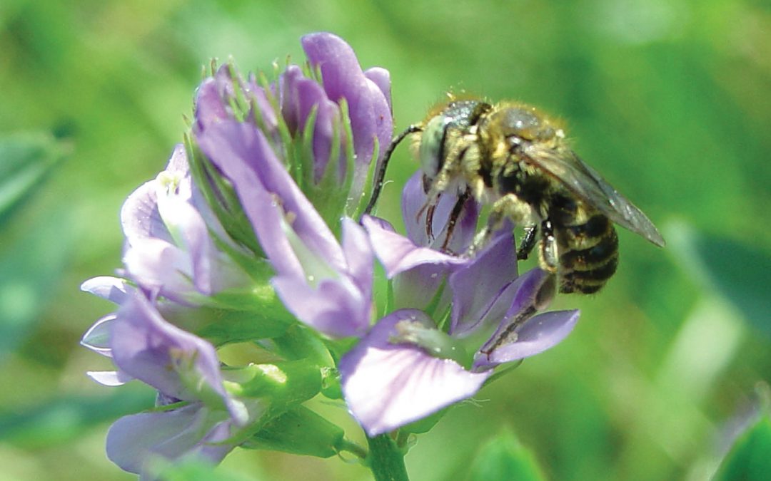 Dr Johanne Brunet – Buzzing & Blooming: Bee-Flower Interactions in Crop Production