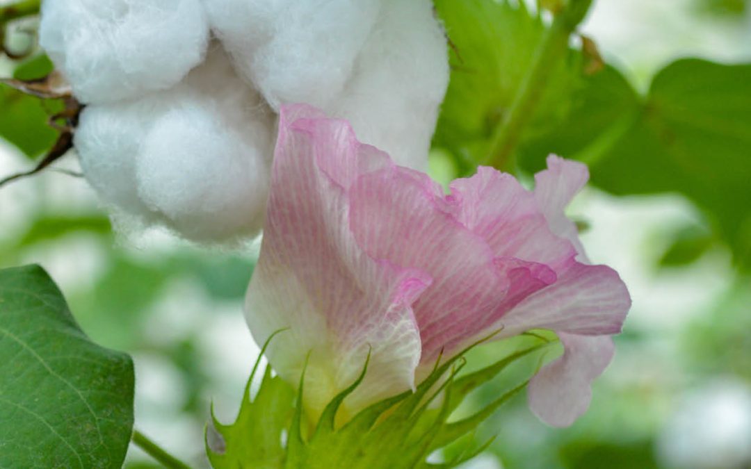 Dr Keerti Rathore – Bioengineered Cotton Could Help Solve World Hunger
