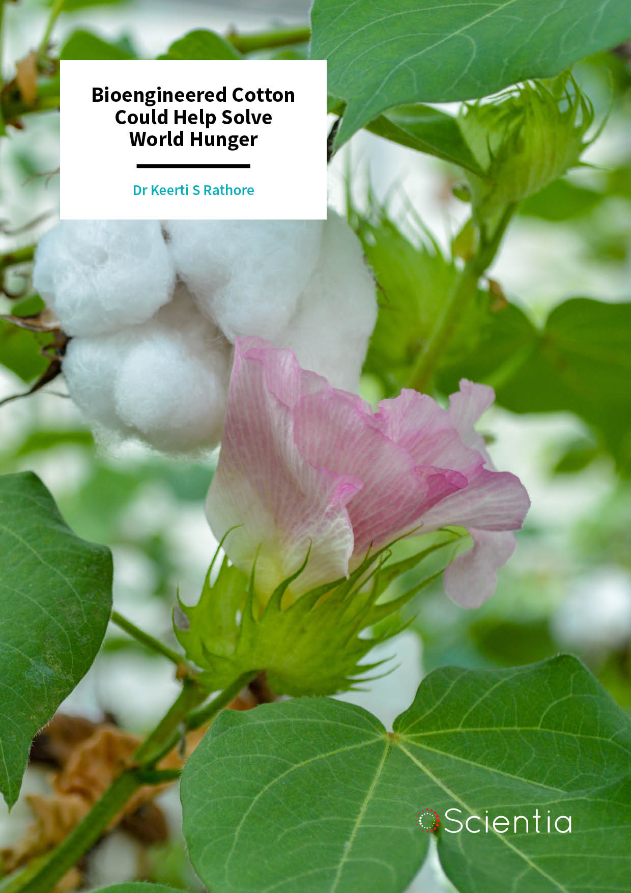 Dr Keerti Rathore – Bioengineered Cotton Could Help Solve World Hunger