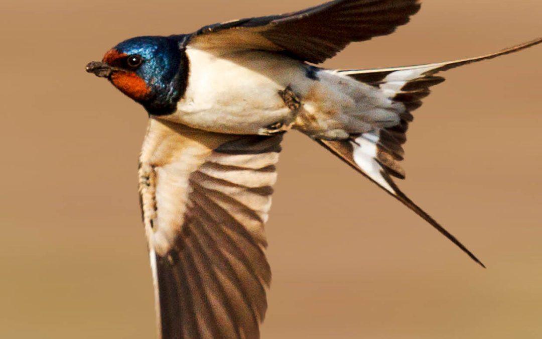 Dr Keith A. Hobson | Mapping Animal Migration with Isotopic Tools