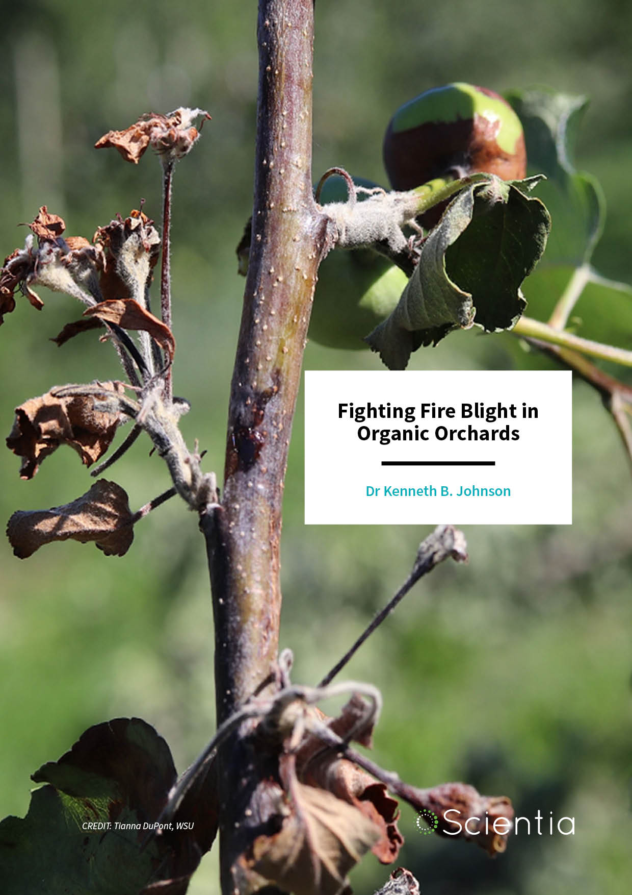 Dr Kenneth Johnson – Fighting Fire Blight in Organic Orchards