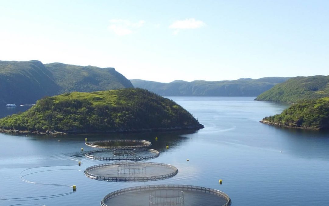 Dr Kurt Gamperl – Exploring How Fish Adapt to Climate Change: Sustainable Aquaculture and Species Conservation