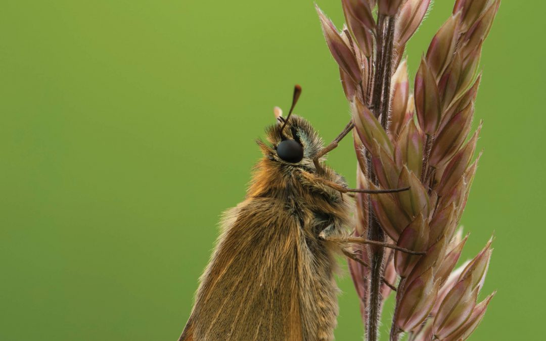 Professor Lan Xu – Turf Wars: The Impact of Invasive Grasses on Prairie Ecology