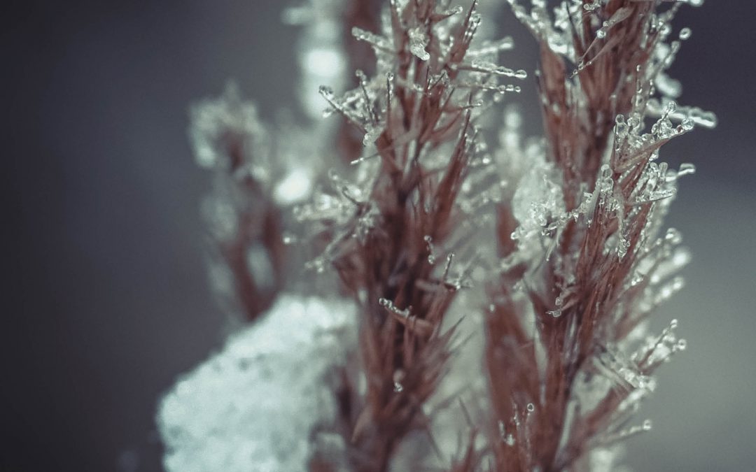 Dr David Livingston | Dr Michael Wisniewski – Sub-Zero Survival: Revealing How Plants Freeze