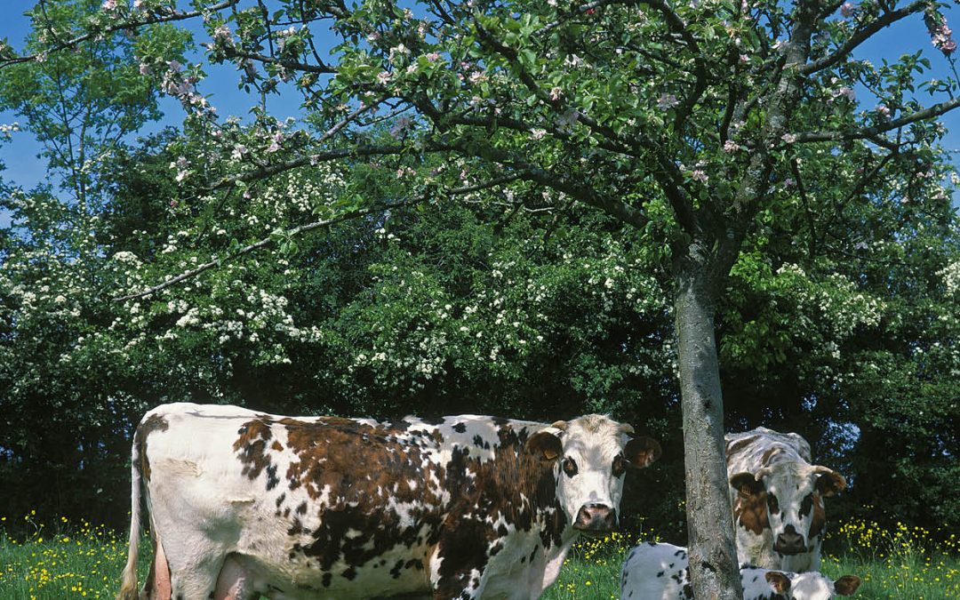 Dr Marília Chiavegato – Integrating Sustainability with Productivity in Crop and Animal Farming