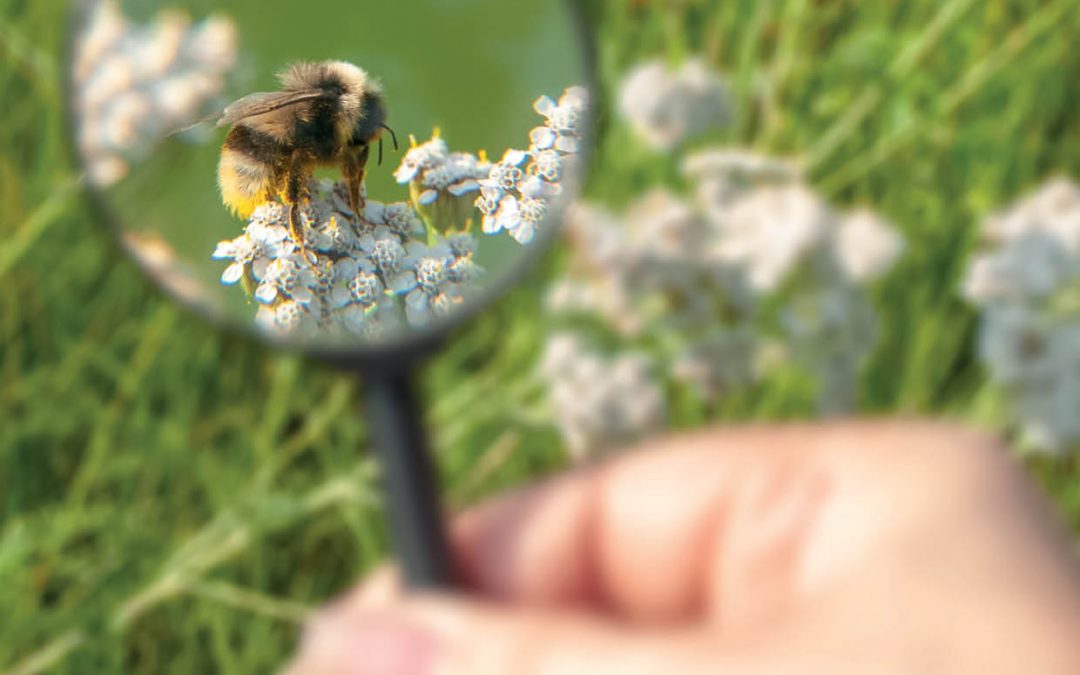 Dr Marta Jarzyna – Improving Biodiversity Monitoring Today for Better Conservation Tomorrow