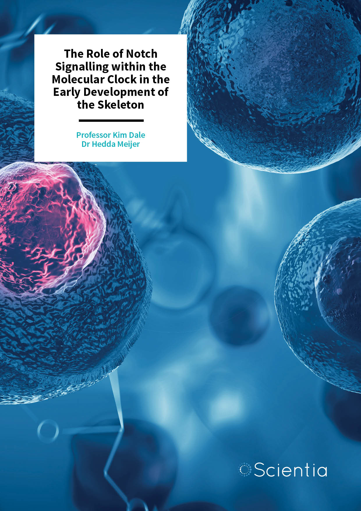 Professor Kim Dale | Dr Hedda Meijer – The Role of Notch Signalling within the Molecular Clock in the Early Development of the Skeleton