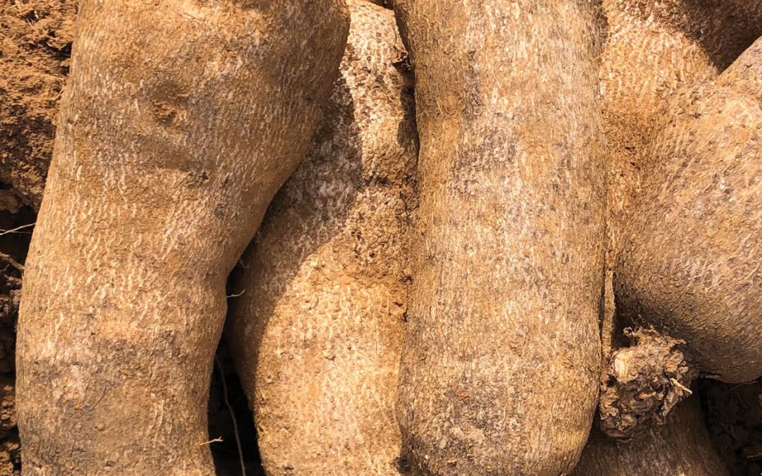 Dr Merari Feliciano-Rivera | Propagating a New Generation of Yam in Puerto Rico