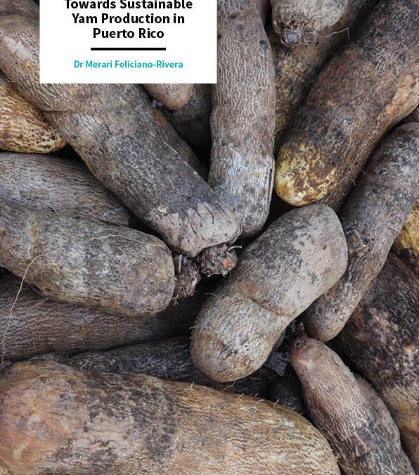 Dr Merari Feliciano-Rivera – Towards Sustainable Yam Production in Puerto Rico