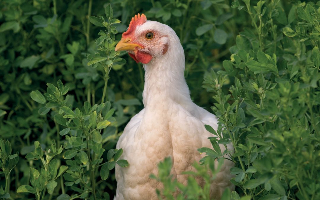Dr Michael Rothrock – Ensuring Food Safety of Pasture-Raised Chicken