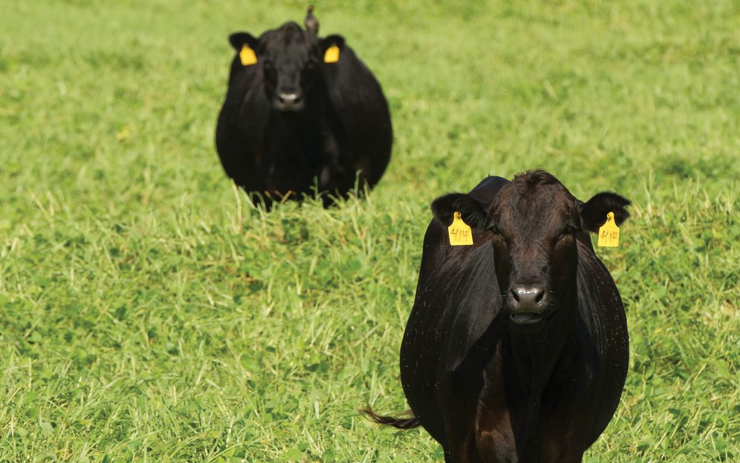 Greener Pastures: Transforming Land Management Practices in the Cattle Industry