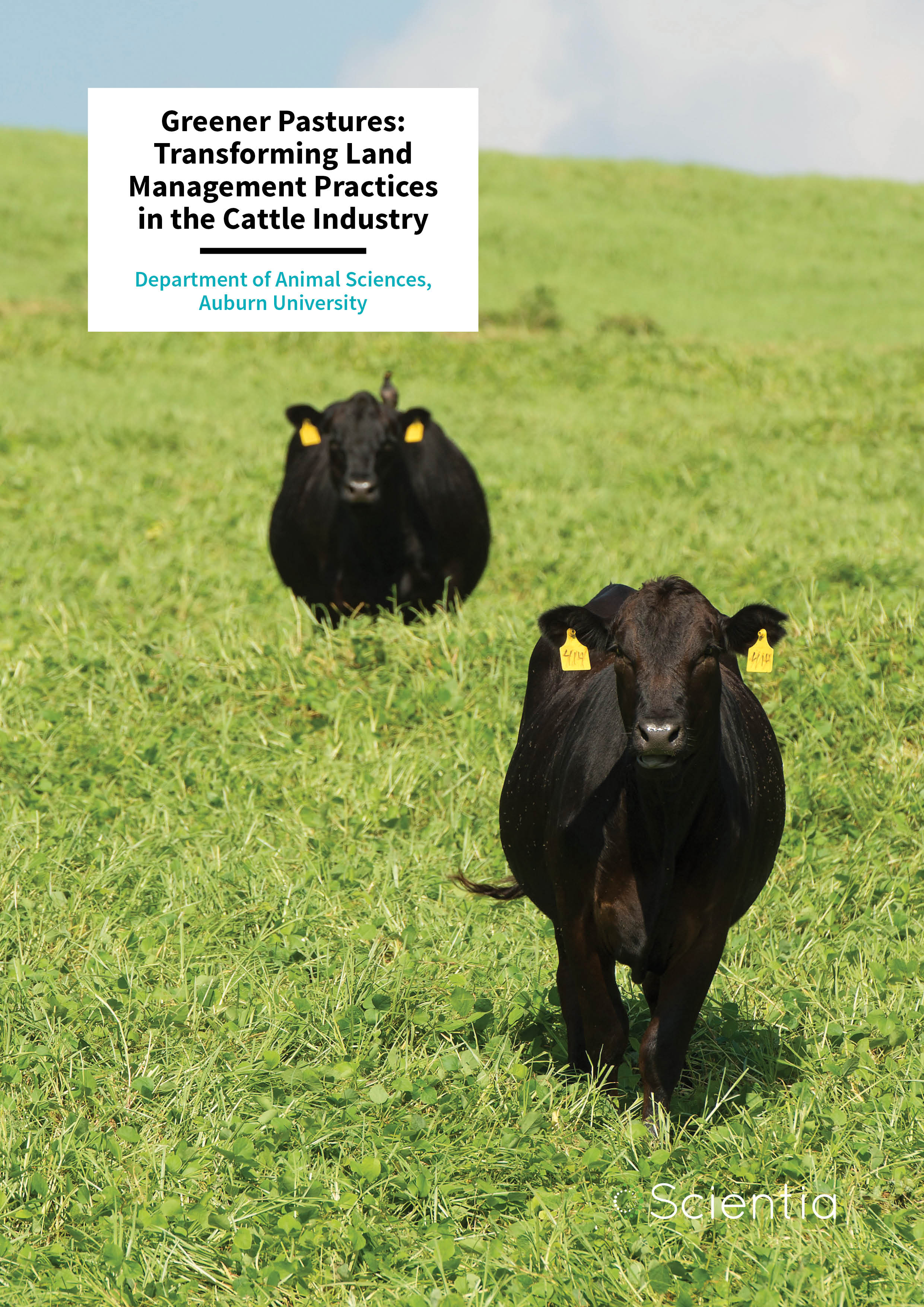 Greener Pastures: Transforming Land Management Practices in the Cattle Industry