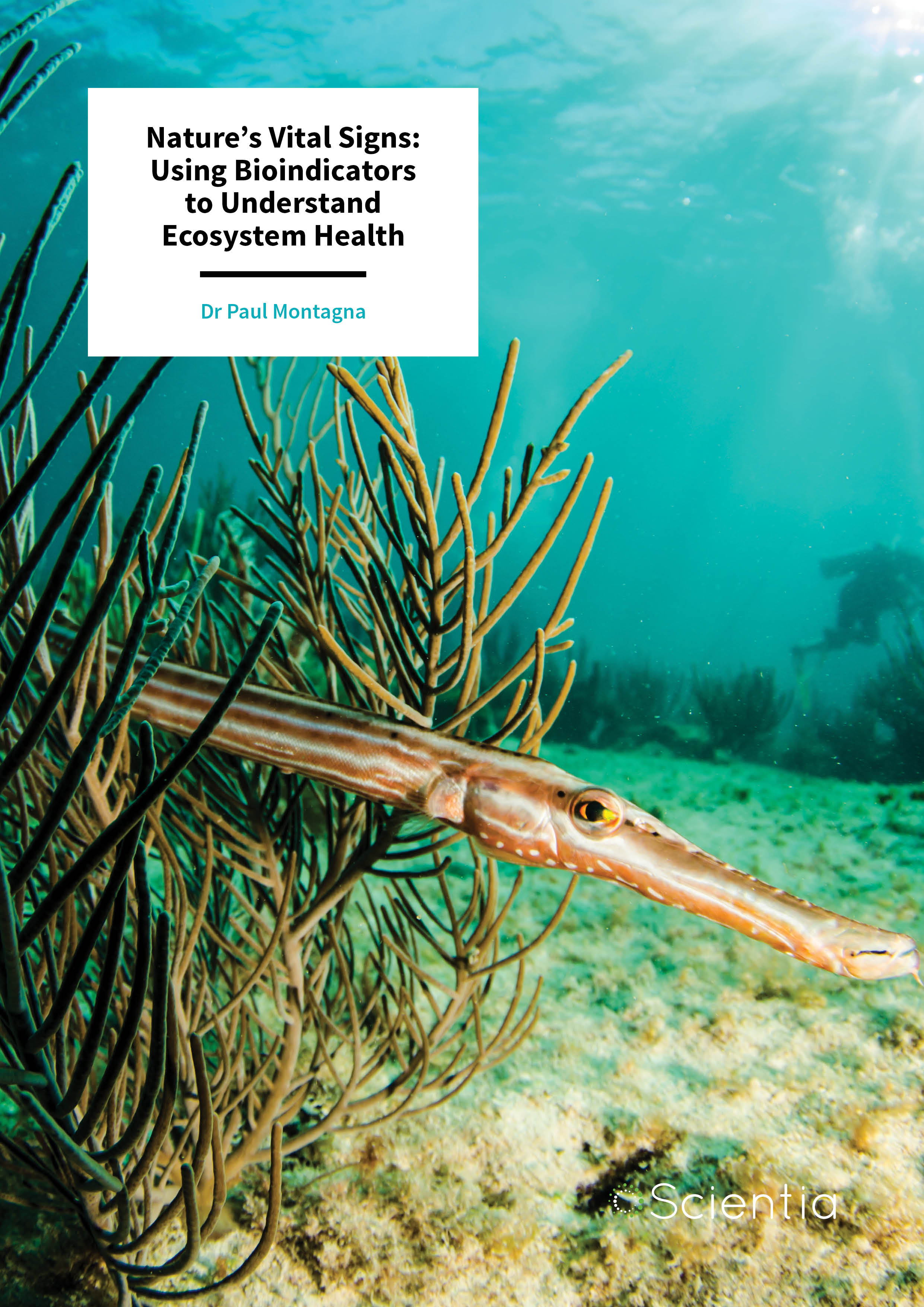 Dr Paul Montagna – Nature’s Vital Signs: Using Bioindicators to Understand Ecosystem Health
