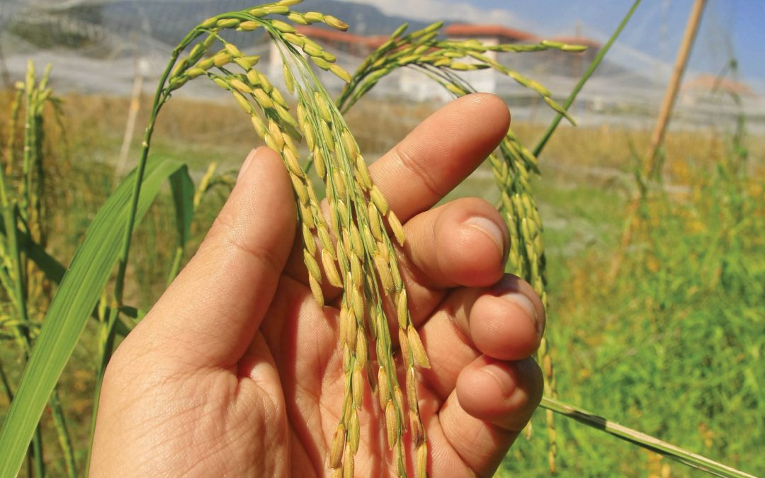 Dr Te-Ming Paul Tseng – From Foes to Friends: Exploiting the Agricultural Potential of Weeds