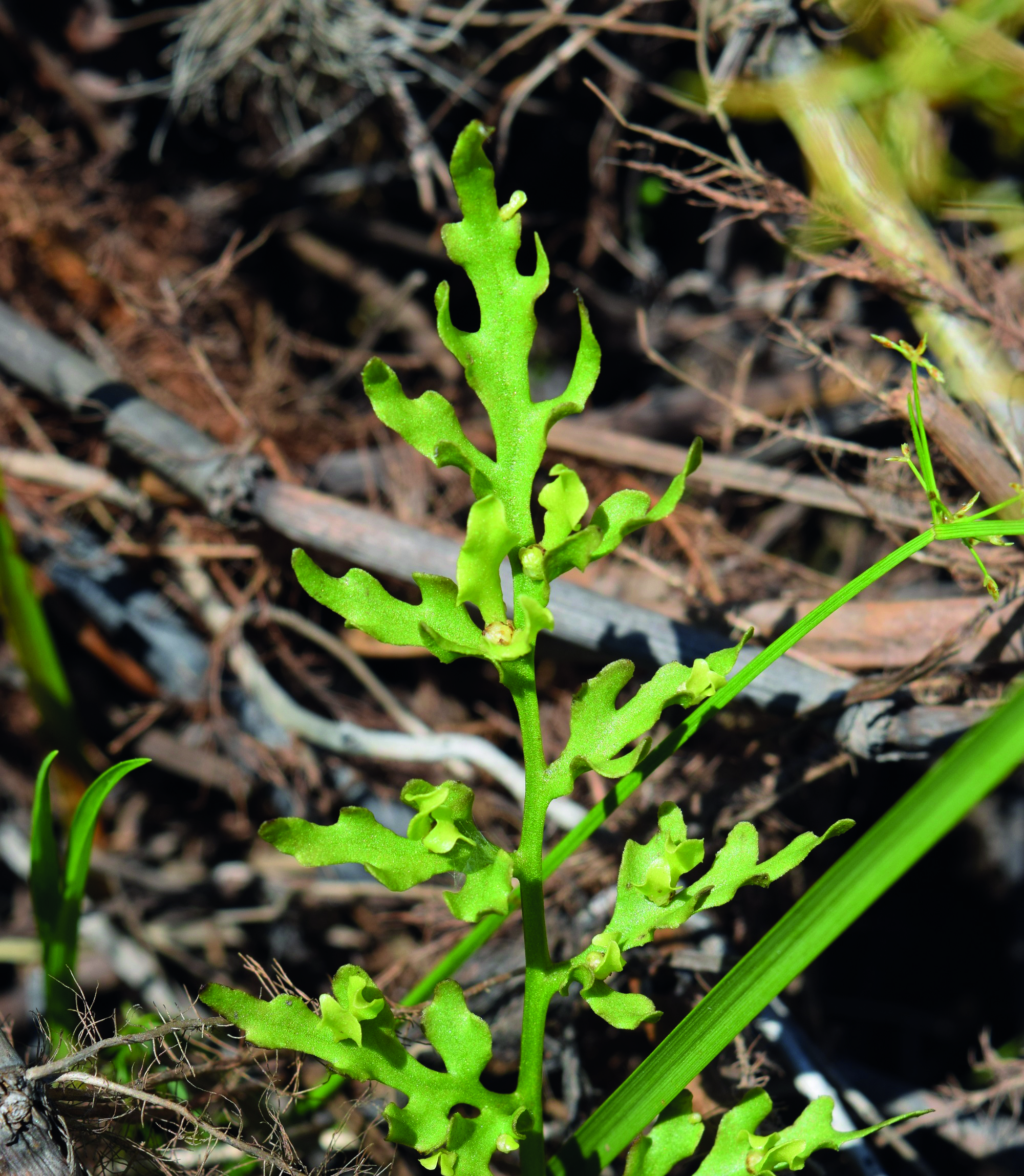 Dr Paul Wolf - Fern Genomics: Unfurling the Mystery of Plant Chromosome ...