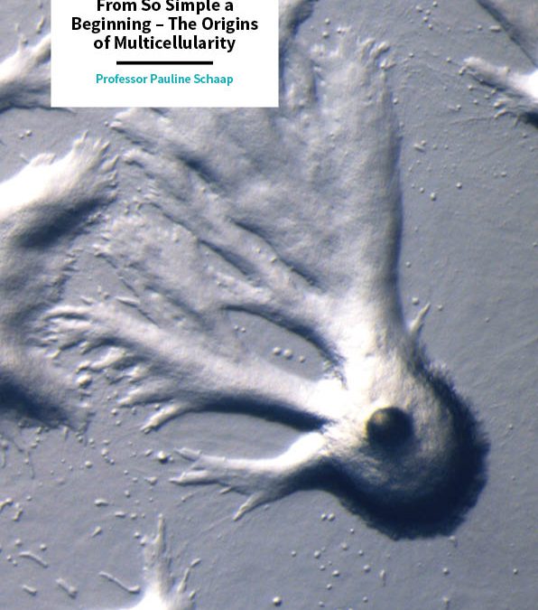 Professor Pauline Schaap – From So Simple a Beginning – The Origins of Multicellularity