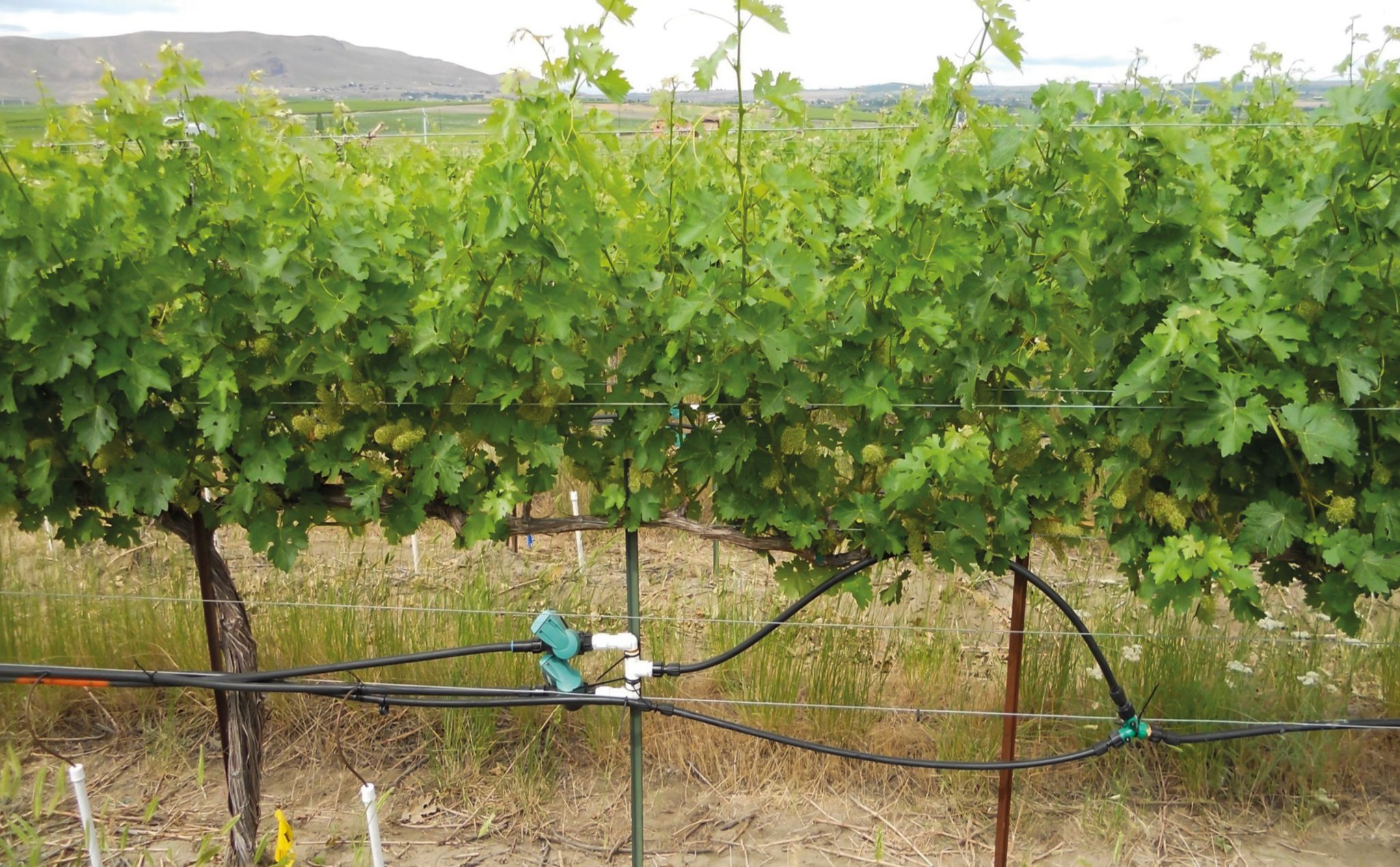 Dr Pete Jacoby New Irrigation Method Saves Water in Vineyards