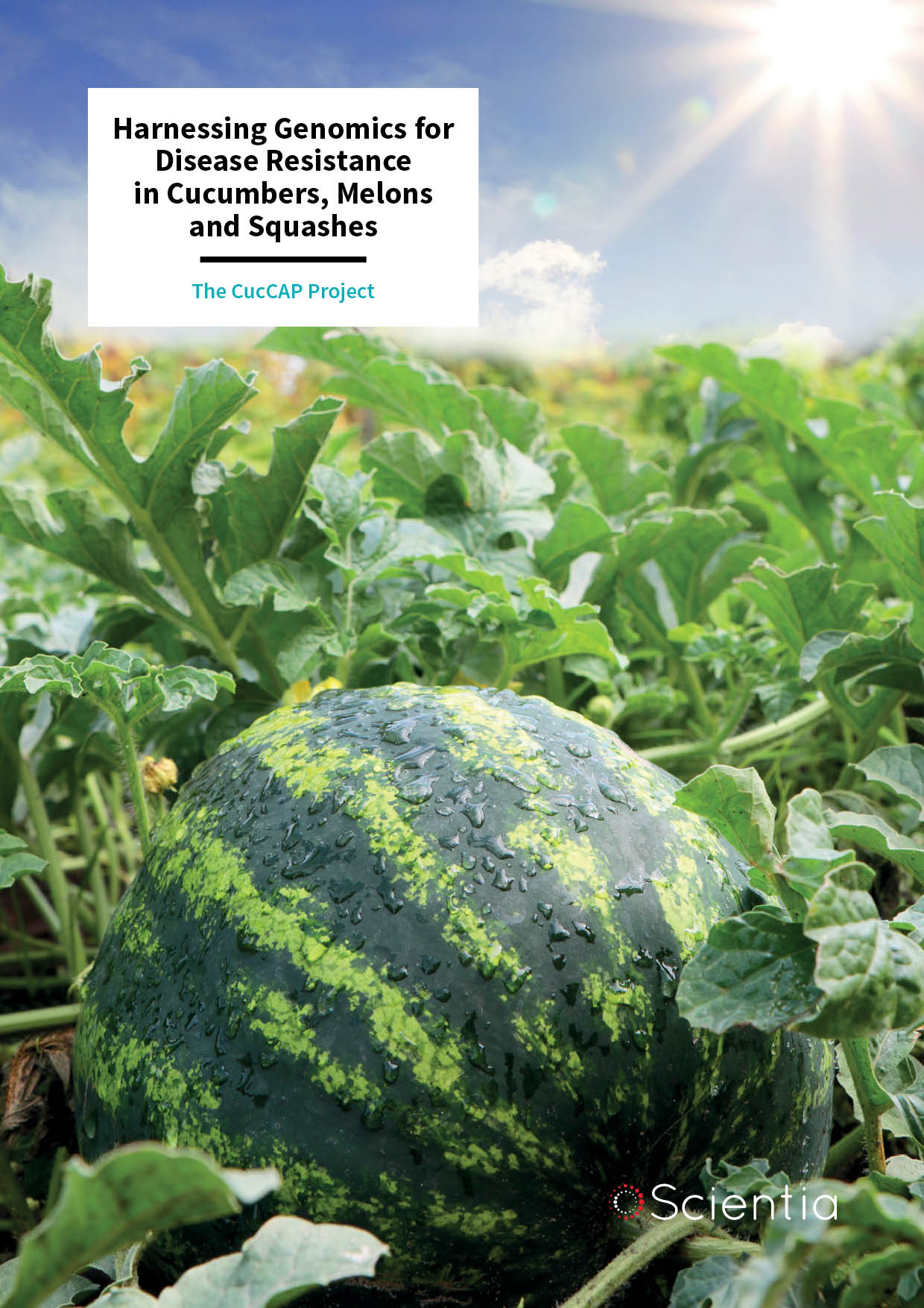 The CucCAP Project – Harnessing Genomics for Disease Resistance in Cucumbers, Melons and Squashes