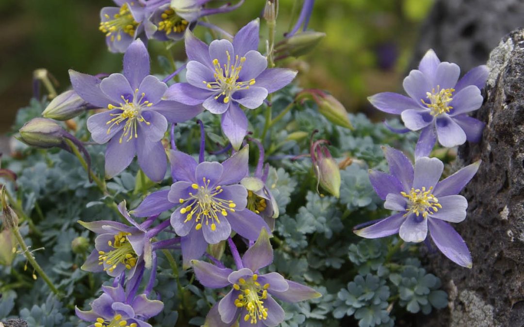 Dr Stephen Love | Cultivating Sustainable Urban Landscapes with Native Plants