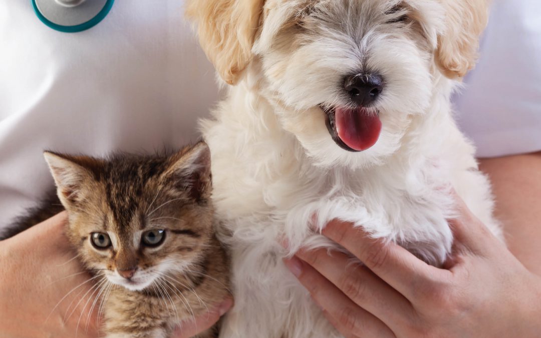 The Clinical Trial Service at Iowa State University College of Veterinary Medicine